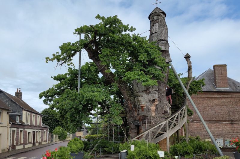 allouville bellefosse eiche