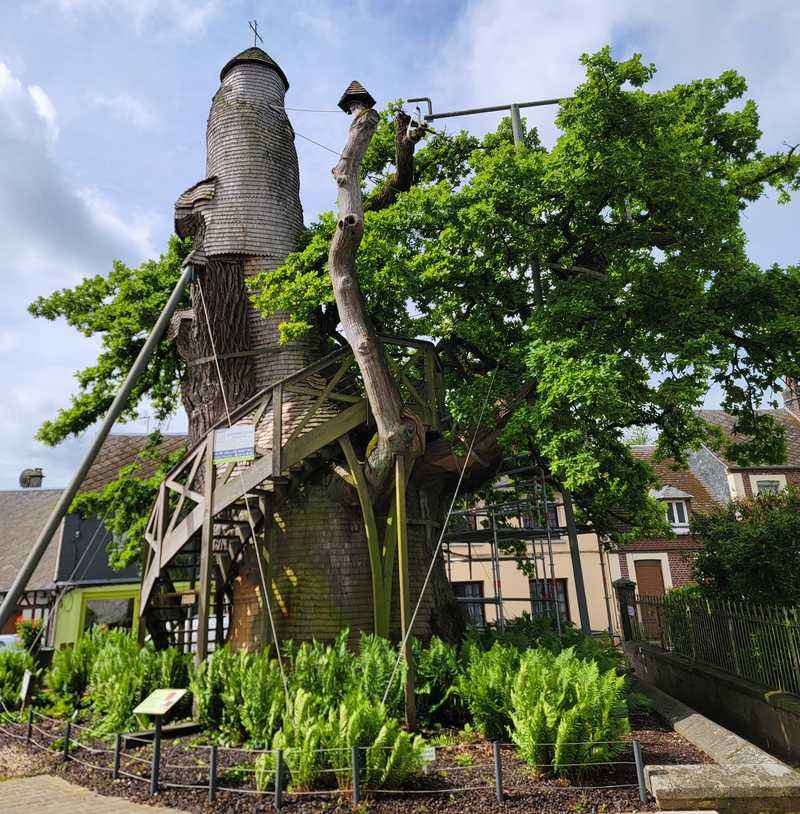 allouville bellefosse eiche