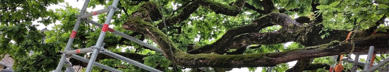 allouville bellefosse eiche